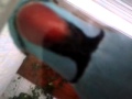 miniature