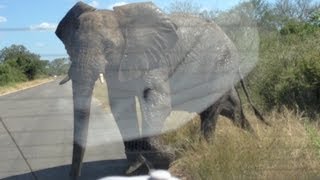 Elephant Attack: Five Tonne Elephant Smashes Into Car Full Of Tourists