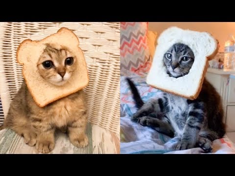 Cat Reaction to Cat Bread - Funny Cat Bread Reaction Compilation