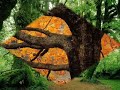 Un día en el Bosque.