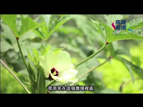 一隻萬步雞,凝聚一家親(影片長度:8分54秒) 一隻萬步雞,凝聚一家親(影片長度:8分54秒)