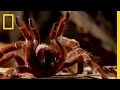 Giant Tarantula