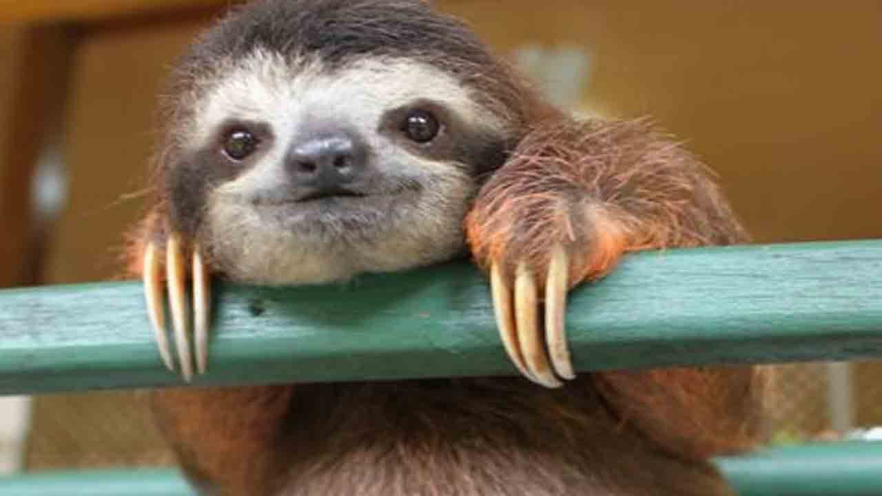 CUTE BABY SLOTH RESCUE - YouTube