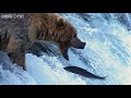 HD: Grizzly Bears Catching Salmon - Nature's Great Events: The Great Salmon Run - BBC One
