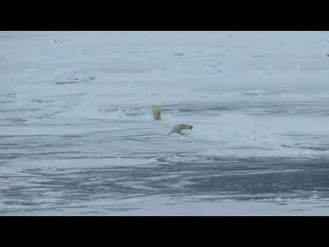 MVI 4651 polar bears falling thru ice, Svalbard