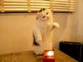 Cat plays theremin Cat plays theremin