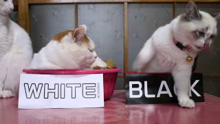 ホワイトブラック　White & Black