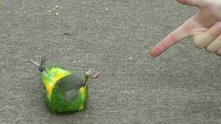 Senegal Parrot Pet Wow