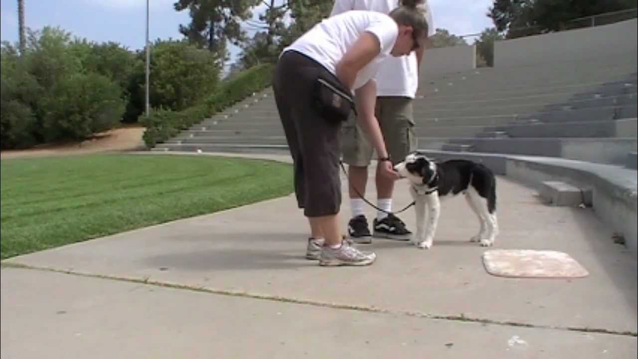 Train your dog how to greet a person - Clicker Dog ...