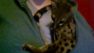 Genets As Pets