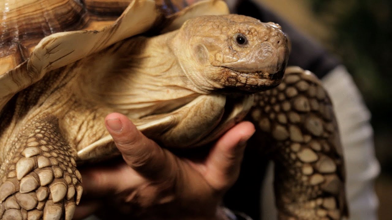 7 Cool Facts about Sulcata Tortoise | Pet Reptiles - YouTube