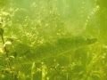 Подводная охота - бузулук
