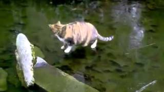 Cat on thin ice