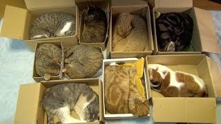 ９匹の猫の集合住宅 Cluster housing of 9cats.