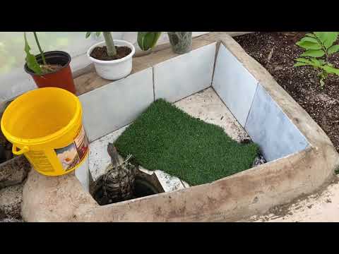 Biodome general cleaning | Funny turtle | Fish cathing + Janitor fish