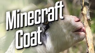 Goat Sim - Minecraft Goat