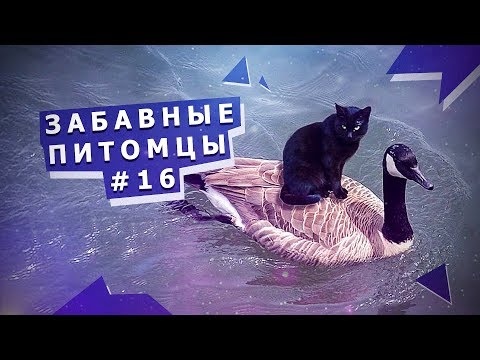 Приколы с животными #16 Funny animals #16