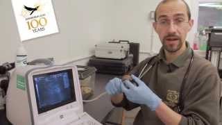 Edinburgh Zoo: Ultrasound Snail Edinburgh Zoo: Ultrasound Snail