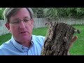 How To Grow Shiitake Mushrooms On Logs