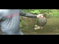 Girl Noodling Snapping Turtle