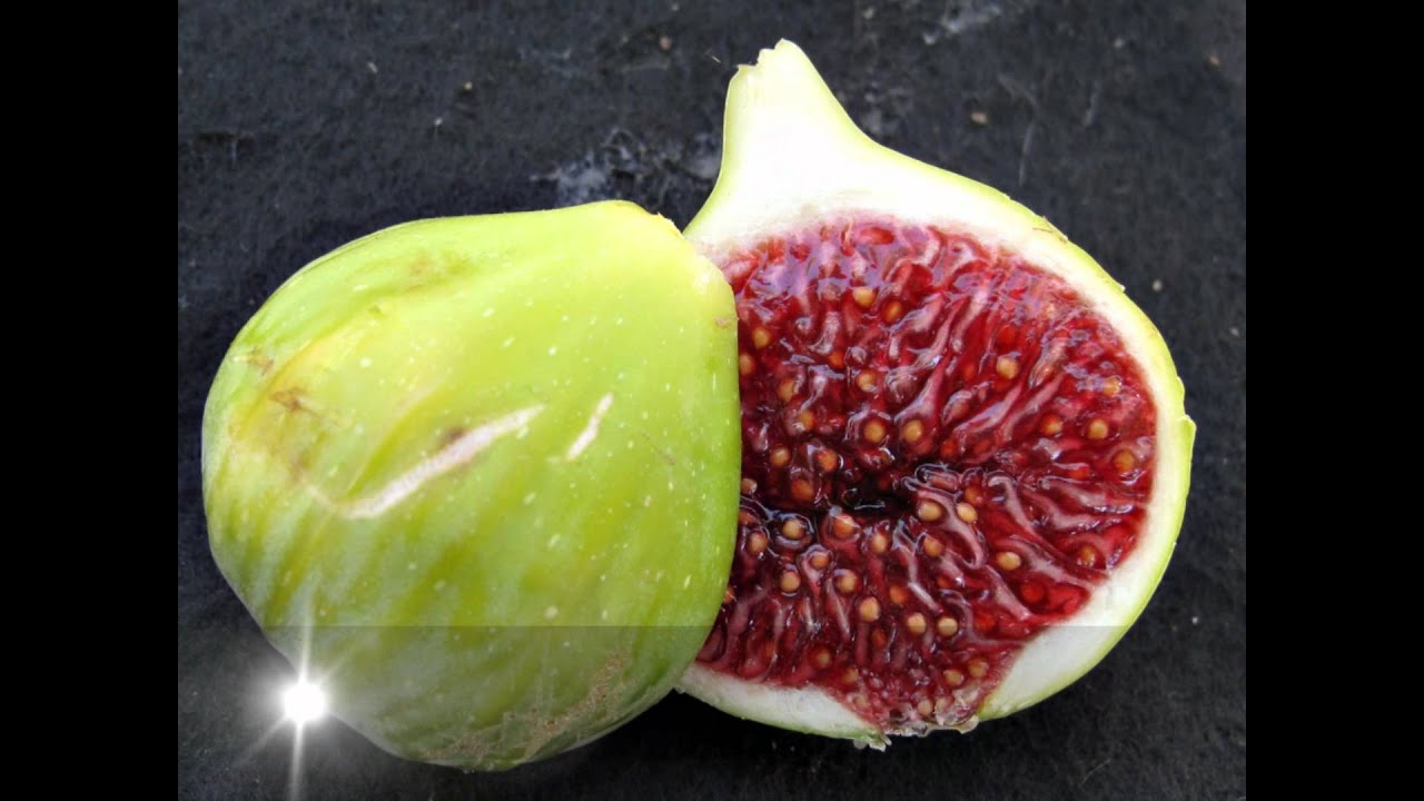 Fig varieties of Wolfskill orchard, Davis, California