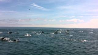 A super pod of Dolphins outside Baltimore Harbour in West C