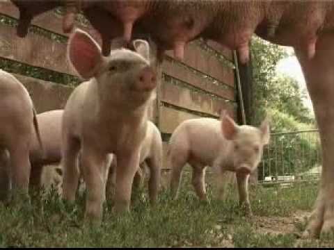 Dissertation apologue ferme animaux