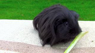 Guinea Pig Satan - All Black Long Hair Guinea Pig