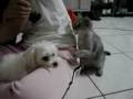 How fights between dogs and cats start How fights between dogs and cats start