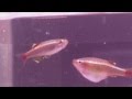 Simply Sexing Golden White Cloud Minnows: How to tell Males and