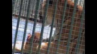 trivandrum / Thiruvananthapuram zoo animals - YouTube