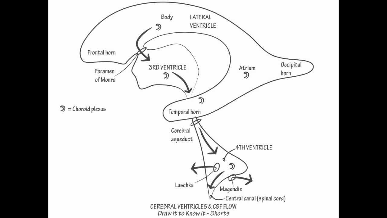 Cerebral Ventricles & CSF - Draw it to Know it, Neuroanatomy - YouTube