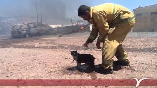 Gato incendiado es socorido por bombero de Ensenada