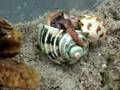 Hermit Crab Shell Change