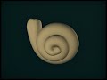 3D Human Ear