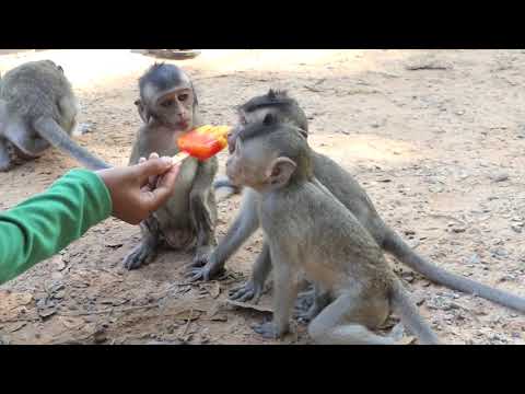 Enjoy Ice cream now ! Poor baby monkeys eating ice cream