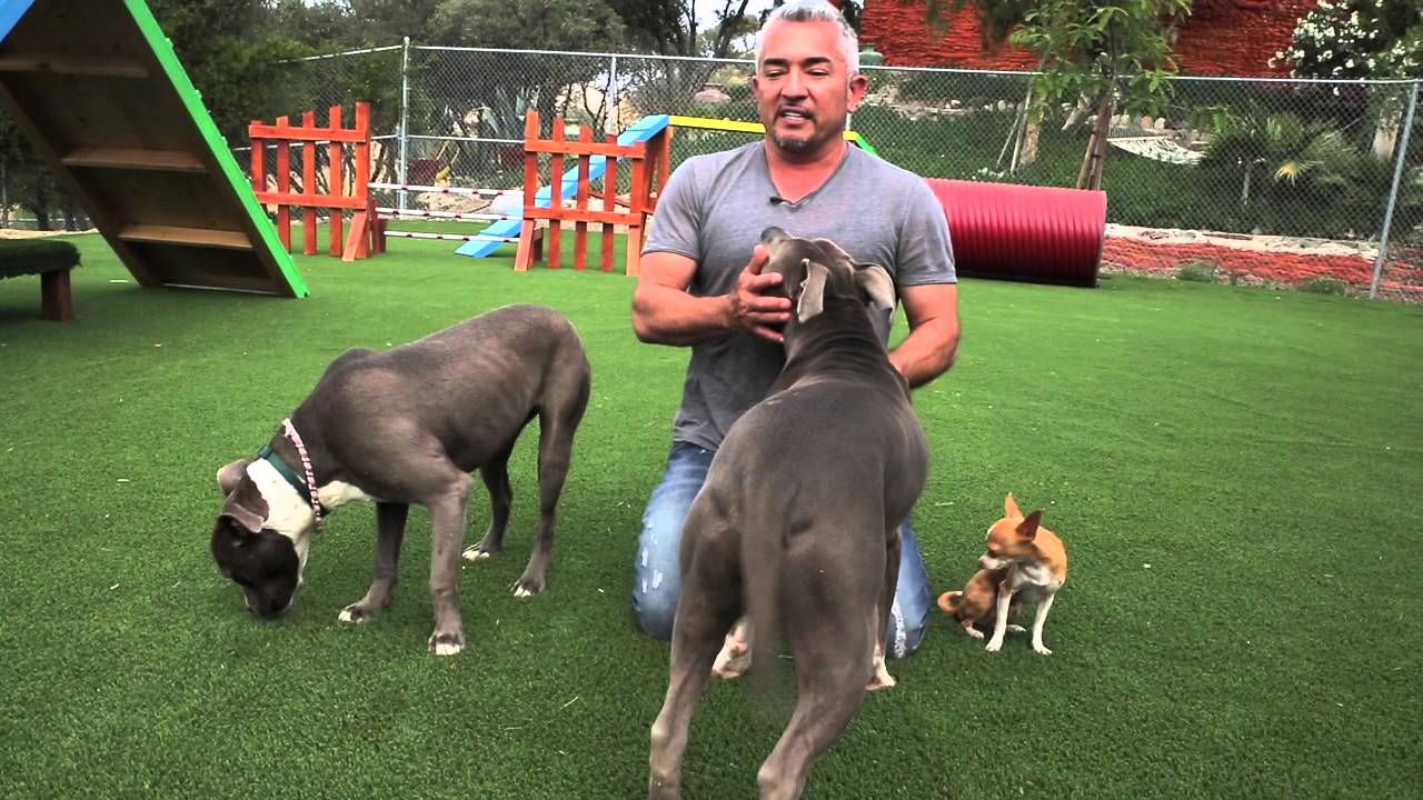 Do Dogs Get Jealous? YouTube