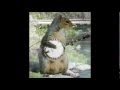 Pascagoula Squirrel Revival !! album artwork