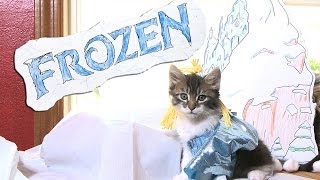 Disney's Frozen (Cute Kitten Version)