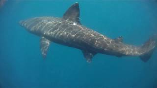 Glénan - rencontre avec un requin pèlerin - 6 juin 2013