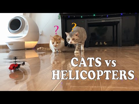 FUNNY CAT vs RC helicopter