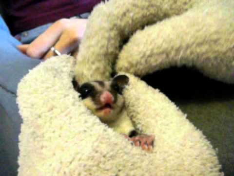 Sugar Glider Crabbing - YouTube