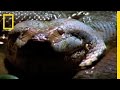 Anaconda Stalks World's Largest Rodent - Youtube