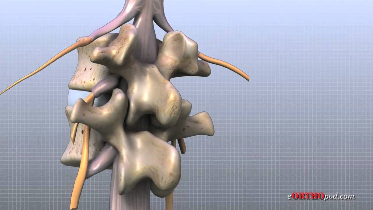 Lumbar Spine Anatomy - YouTube