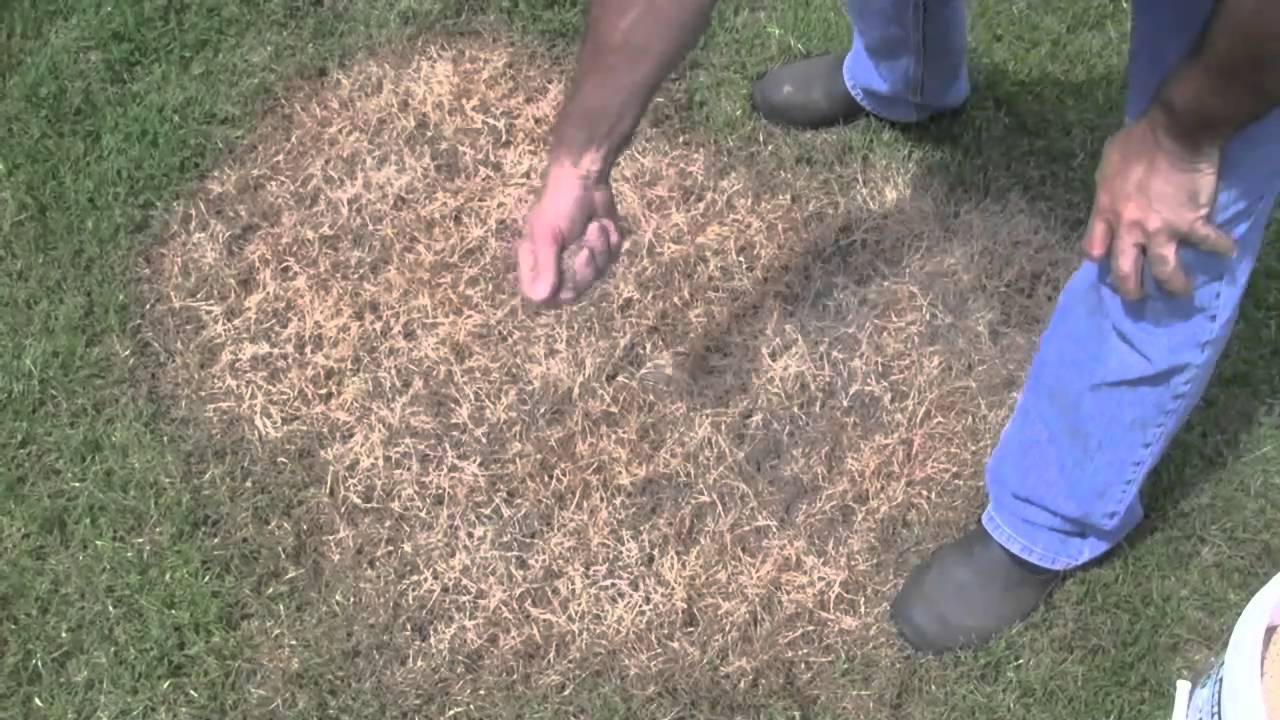 Quick overview of the Grass Stitcher lawn seeding tool YouTube
