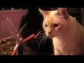 Cats vs Christmas Decorations - Furball Fables