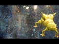 Starbug Original Footage