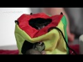 How to Care for Pet Sugar Gliders w/ Dr. Anthony Pilny | Sugar Gliders