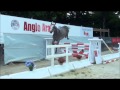 Ventes d'AA et issus d'AA lors de la Grande Semaine de Pompadour - Haras National de Pompadour
