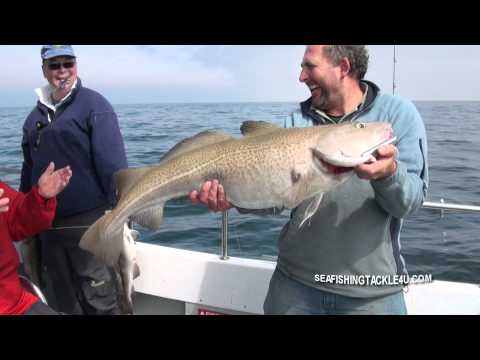 Pirking For Big Cod In The English Channel